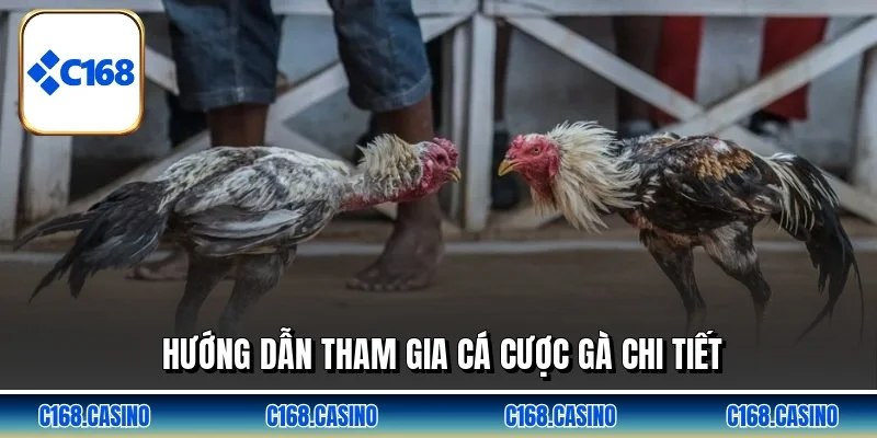 Hướng dẫn tham gia cá cược gà chi tiết