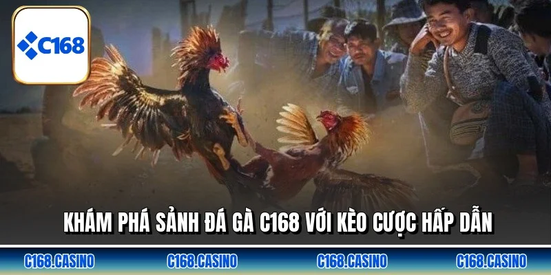 Khám phá sảnh đá gà C168 với kèo cược hấp dẫn